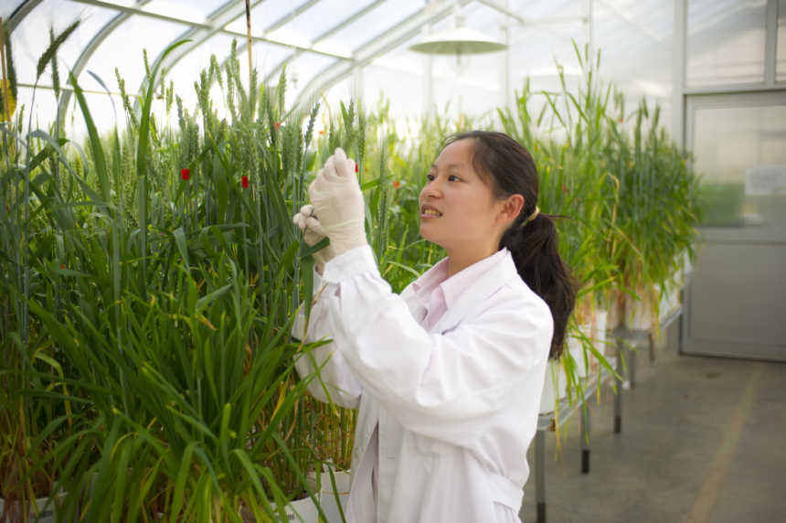 Researcher looking at crops in glasshouse